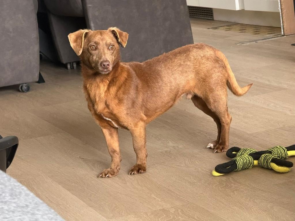 AIN:  Muis, Dieren en Toebehoren, Honden | Niet-rashonden, Buitenland, Parvo, Eén hond, Klein