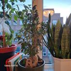 Bonsai Ficus in pot, Ophalen