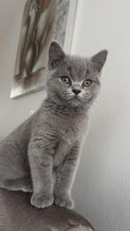 VERMIST: mimi – omgeving Fransegat, Veenendaal, Dieren en Toebehoren, Vermiste en Gevonden Dieren, Kat