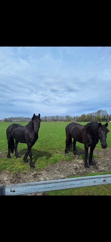 Mooie friese merrie, Merrie, Recreatiepaard