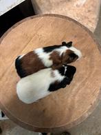 Berenkoppeltje driekleur, Dieren en Toebehoren, Knaagdieren, Januari, Mannelijk, Cavia