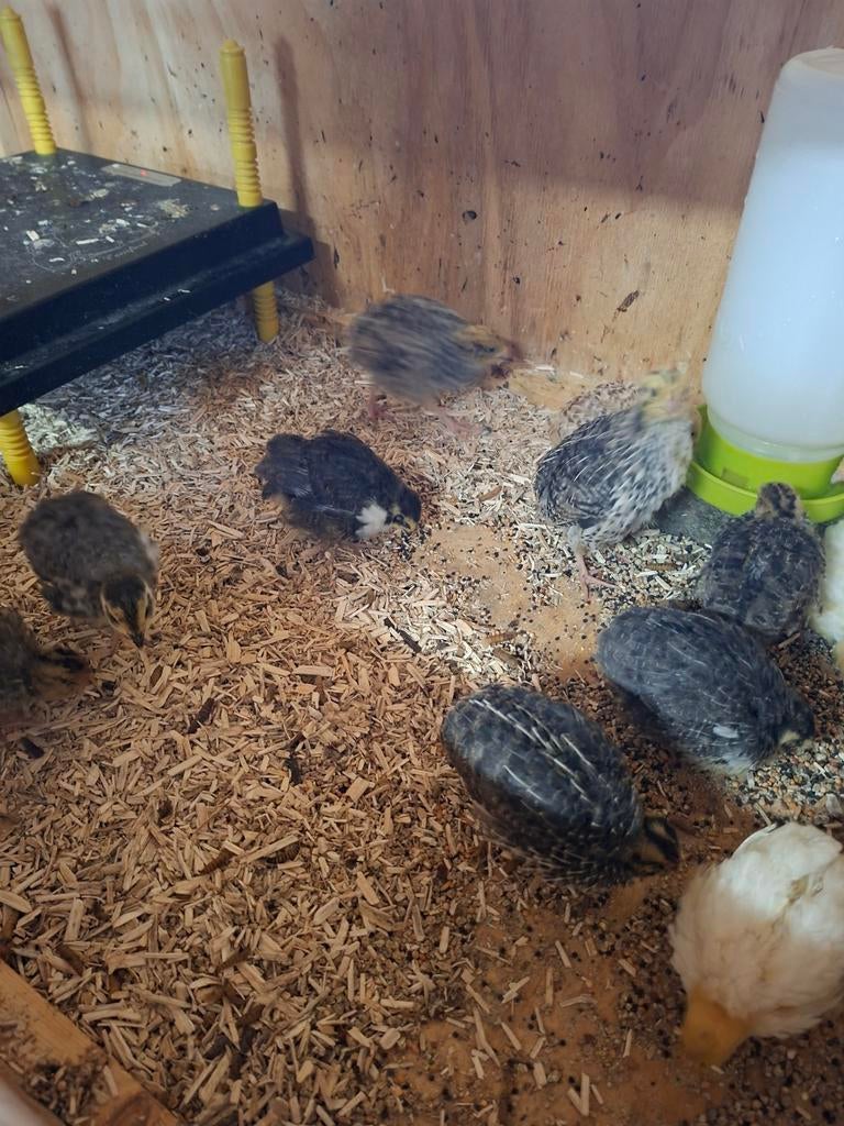 Japanse kwartels bonte mix. 16-03 uit ei gekropen, Meerdere dieren, Overige soorten