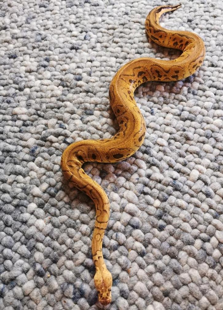 1.0 Clown Pastel Koningspython Ball Python - male for sale from Philipse