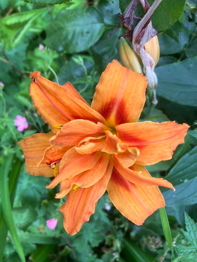 Hemocralis, Ophalen of Verzenden, Volle zon