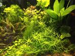 Sterrenkruid, voor straatje van makkelijke aquariumplant, Dieren en Toebehoren, Ophalen of Verzenden, Nieuw, Plant(en), Steen of Hout