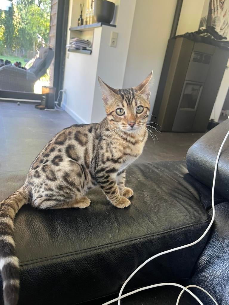 Prachtige zilvere bengaalse kitten, Poes, Gechipt, 0 tot 2 jaar