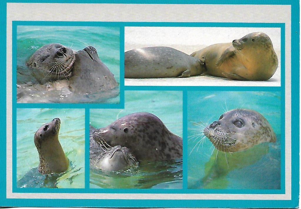 Zeehonden- -5-luik., Verzenden, 1980 tot heden, Ongelopen, Wild dier