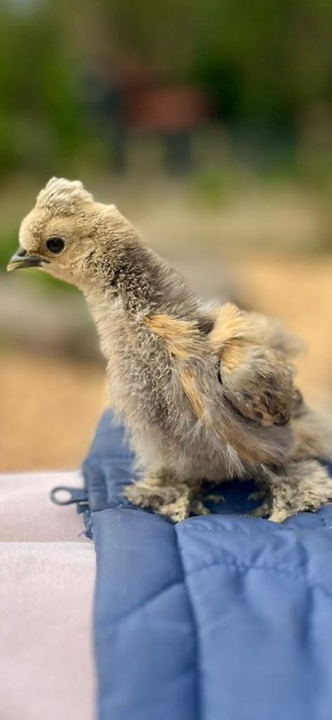 Prachtige USA Zijdehoender en Paduha eendags kuikens te koop, Dieren en Toebehoren, Pluimvee, Vrouwelijk, Kip