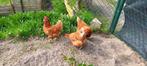 3 kippen gratis op te halen, Dieren en Toebehoren, Pluimvee, Vrouwelijk, Kip