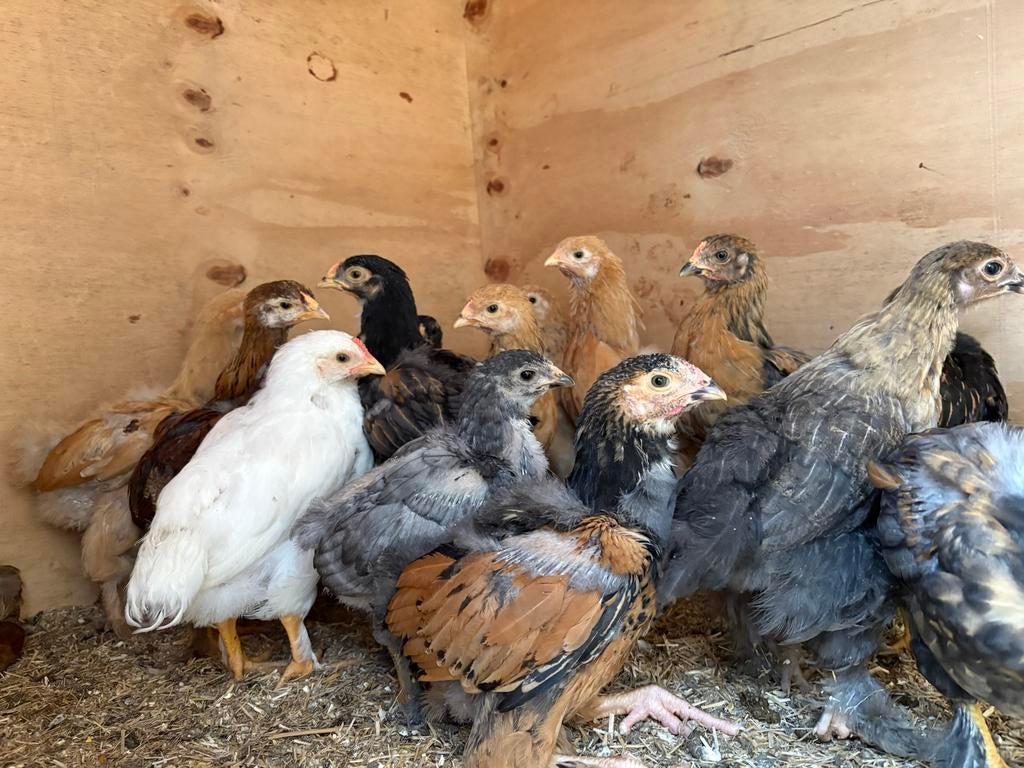 Prachtige Wyandotte x Brahma kippen, Dieren en Toebehoren, Meerdere dieren, Kip