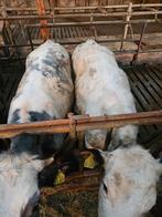 2 kruisling Belgische blauwe pinken, Dieren en Toebehoren, Runderen, Vrouwelijk