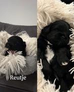 Boomer & Pekinees, Dieren en Toebehoren, Honden | Chihuahua's en Gezelschapshonden, Overige rassen, Meerdere, Meerdere dieren