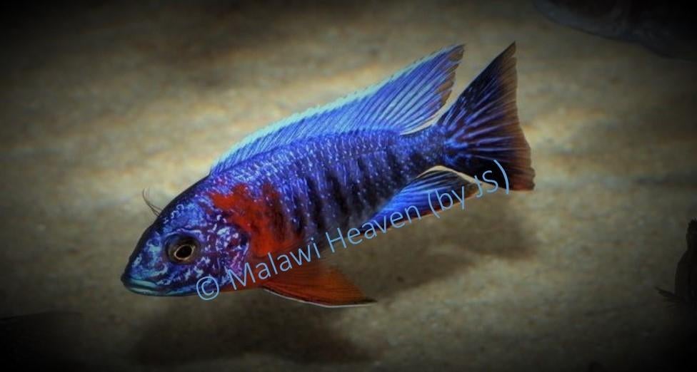 Aulonocara Stuartgranti Red Flush Malawi Cichliden, Vis, Zoetwatervis, Schoolvis