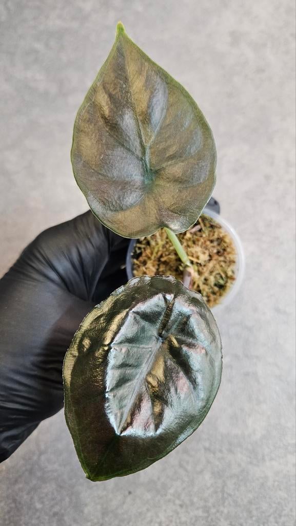 Alocasia Infernalis kapit Black Magic, Huis en Inrichting, Kamerplanten, Ophalen of Verzenden, Halfschaduw, Minder dan 100 cm