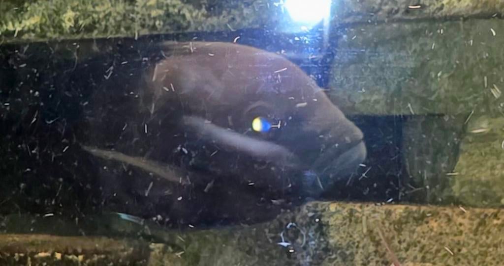 Frontosa Blue Zaïre, Dieren en Toebehoren, Vissen | Aquariumvissen, Vis