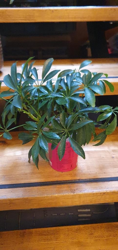 schefflera, schattige kamerplant, snelle groeier, Ophalen, Halfschaduw, Minder dan 100 cm
