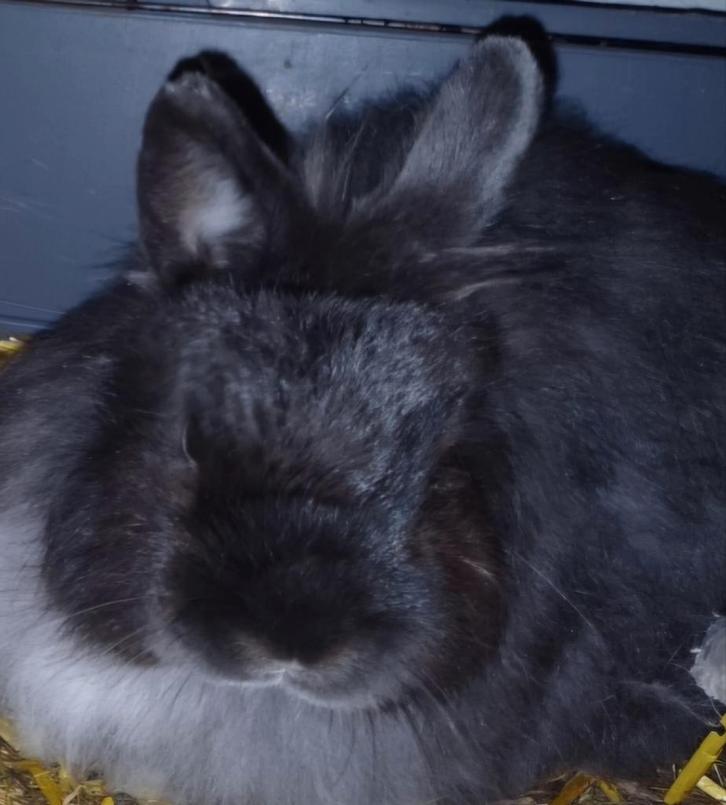 Konijnen Leeuwenkop en Vosdwerg!, Dieren en Toebehoren, Konijnen, Middelgroot, Meerdere dieren, 0 tot 2 jaar