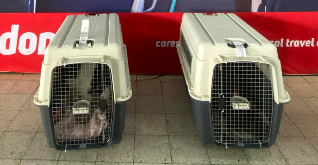 Honden bench vliegbench iata, Ophalen of Verzenden, Zo goed als nieuw