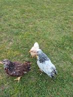 Wyandotte kriel hennen januari 2026, Dieren en Toebehoren, Pluimvee, Vrouwelijk, Kip