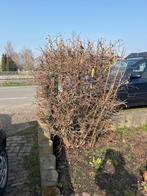 Hazelaar struik gratis af te halen, Ophalen of Verzenden, Overige soorten, Struik, 100 tot 250 cm