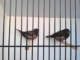 Japanse meeuwtjes, Dieren en Toebehoren, Meerdere dieren, Tropenvogel