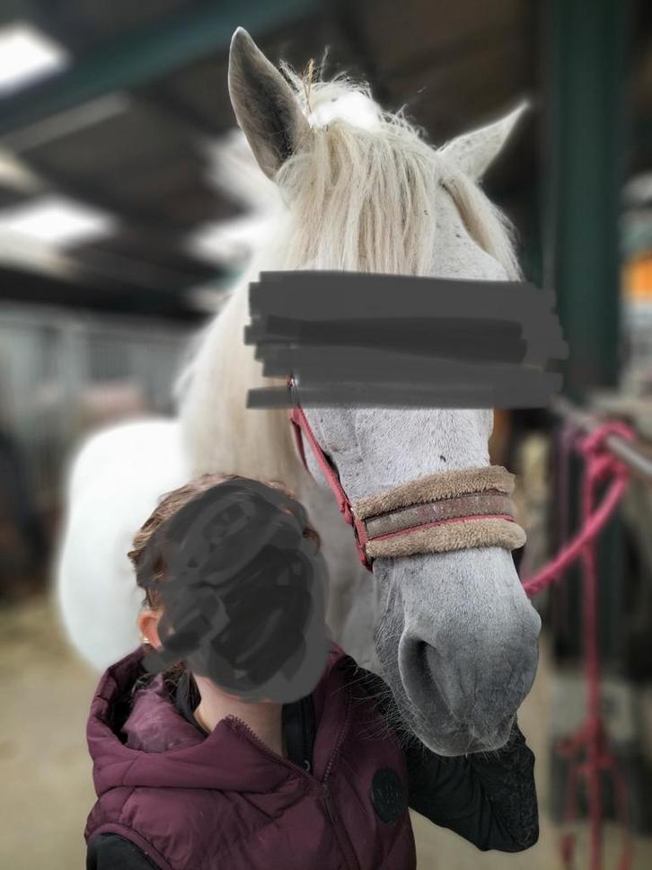 Verzorgpony gezocht, Dieren en Toebehoren, Paarden en Pony's | Overige Paardenspullen, Ophalen