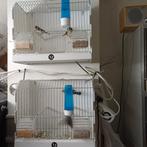 Timor zebravinken zebravinken, Ophalen of Verzenden, Hout, Volière