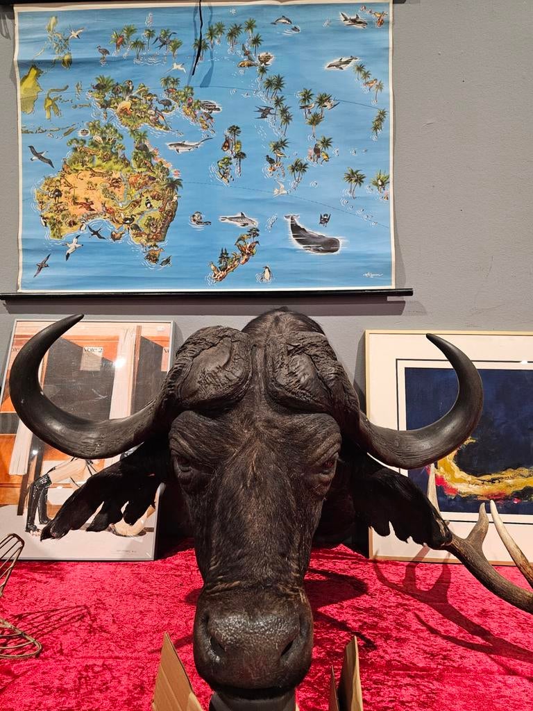 Kaffer buffel kop, Verzamelen, Dierenverzamelingen, Ophalen of Verzenden