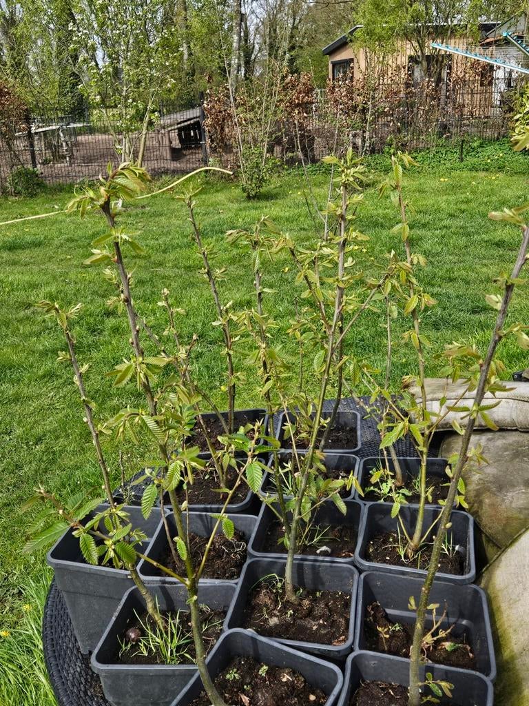 Walnoot en tamme kastanje boompjes, Tuin en Terras, Planten | Bomen, 100 tot 250 cm, Zomer, Volle zon, In pot
