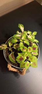 3 Kamerplanten (Coleus) in mand met apart gekleurde bladeren, Ophalen of Verzenden, Halfschaduw, Minder dan 100 cm