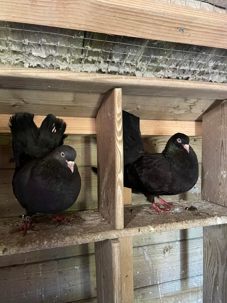 Koppel oosterse rollers, Meerdere dieren