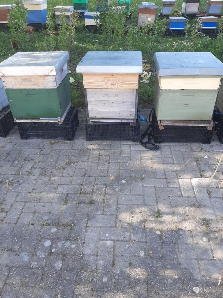 Bijenvolken op dadant US, Bijen