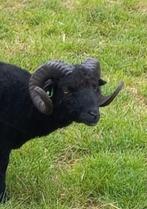 Lief oussant rammetje, Mannelijk, Schaap