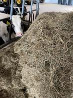 Voordroogkuil/hooi hooi kuil rondebalen oogst 2025