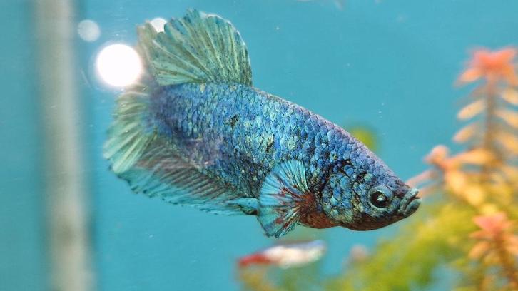 3 betta mannen, Dieren en Toebehoren, Vissen | Aquariumvissen, Zoetwatervis, Vis