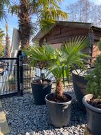 Trachycarpus fortunei palmboom, Zomer, Palmboom, Ophalen, Volle zon