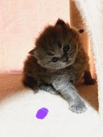 Britse korthaar kittens, Poes