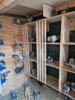 Takla takla, Dieren en Toebehoren, Vogels | Duiven