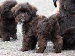 Mooi Chocolade bruine Doodle pups, Dieren en Toebehoren, Nederland, Parvo, Overige rassen, 8 tot 15 weken