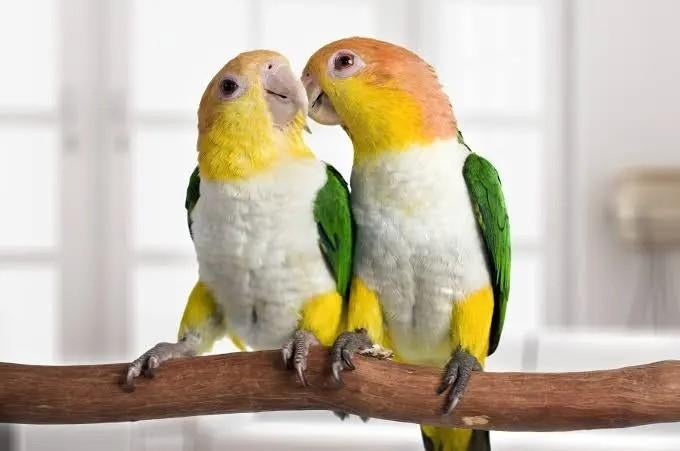 GEZOCHT: CAIQUE MAN ROEST/ZWARTKOP, Mannelijk, Papegaai, Geringd