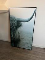 Schilderij Schotse Hooglander in lijst +/- 70x120, Ophalen