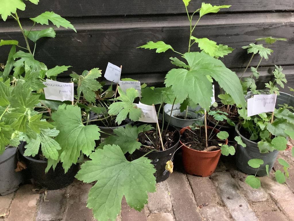 VASTE TUINPLANTEN  VOOR TUINSTARTERS OF ALS AANVULLING, Tuin en Terras, Ophalen, Overige soorten, Volle zon