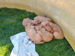 Nova scotia duck tolling retriever pups, ras zuiver, puppy, Dieren en Toebehoren, Overige rassen, 8 tot 15 weken, Meerdere, Meerdere dieren