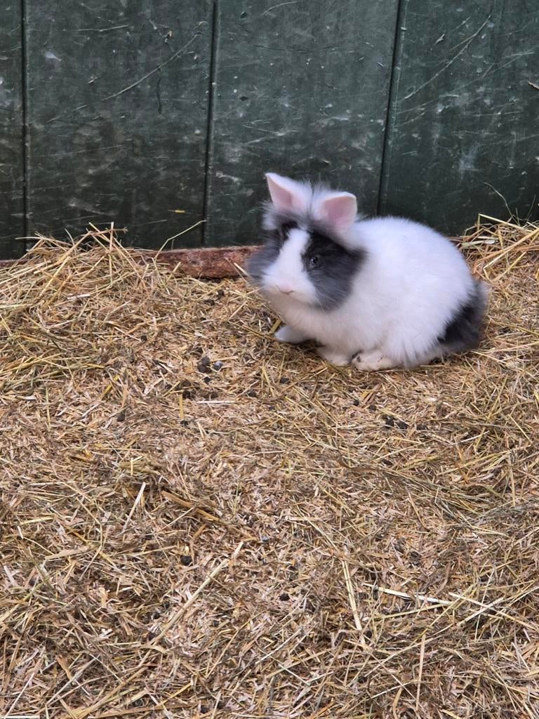 Konijnen te koop 3x voedster, Vrouwelijk