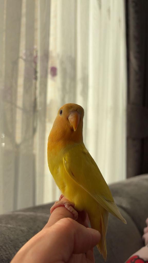 bieden, Geslacht onbekend, Dwergpapegaai of Agapornis