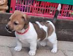 jackrussel pups kruising ruw /kortharig reutje, Parvo, 8 tot 15 weken, Meerdere, Meerdere dieren