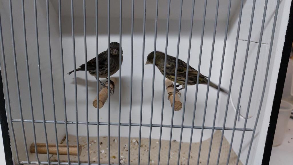 zwart geel poppen 2025, Dieren en Toebehoren, Vrouwelijk, Kleurkanarie