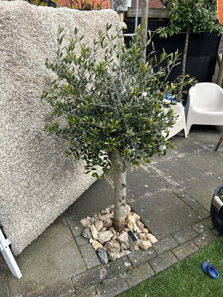 Olijfboom 150 cm hoog, Bloeit niet, 100 tot 250 cm, Olijfboom, Ophalen