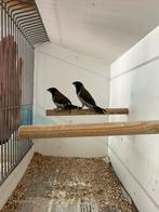 Te koop moluks bronzemannetjes, Meerdere dieren