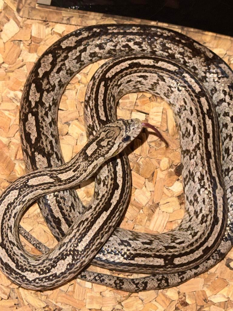 Rattenslang Rat Snake - male for sale from Vns